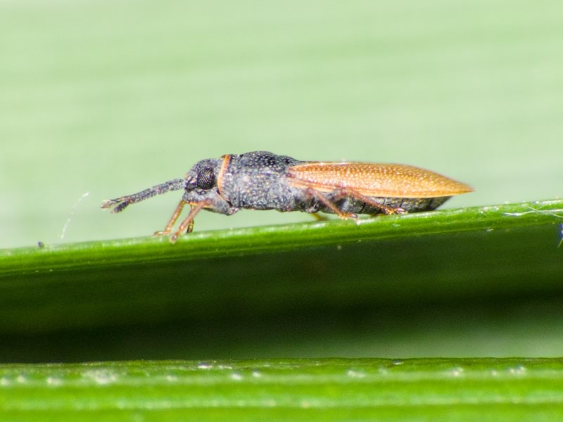 Agramma fallax (Horváth, 1906)